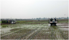 欧博:国外水稻机械化，如何进行